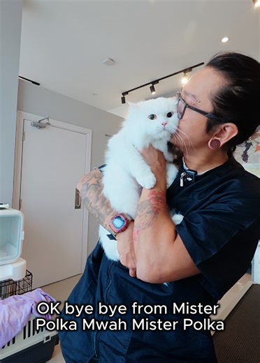 Caring for Polka: Grooming a Turkish Angora Cat