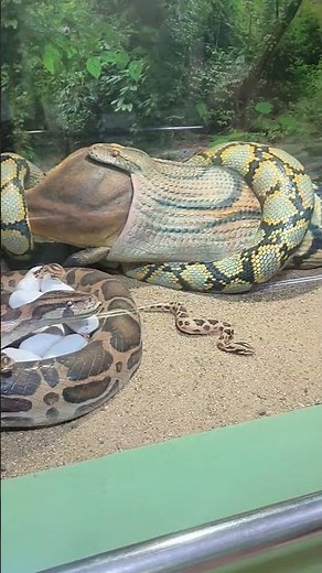 Python eating deer