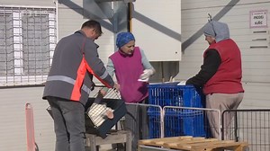 🐔 Do domácího chovu slepic se pouští čím dál víc lidí. Potvrzuje to mimo jiné i nedávné vyprodání kuřic v Líhni Studenec na Vysočině. Lidé chtějí nejen ušetřit při nákupu v obchodě, ale také mít vajíčka domácí kvality. Vzhledem k vysoké poptávce po vejcích, způsobené ptačí chřipkou, se líheň rozhodla upřednostnit domácí zákazníky a odmítla četné zahraniční objednávky. Dáváme palec nahoru! 👍 | Agrární komora České republiky