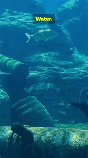 Jupiter Might Be Hiding Alien Life 👽 #universefacts #astronomy #jupiter #europa