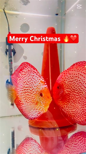 Discus Winter game #fish #discus #discusfish #natural #discusfish #fishkeeping #exoticaquariumfish