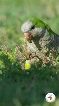 Monk Parakeet Flight at Pelican Baseball Complex | Florida Wildlife Video