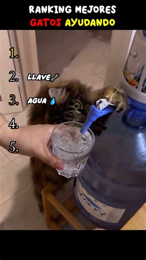 😂TOP 5 FUNNIEST MOMENTS OF CATS HELPING😂