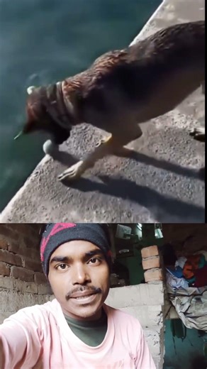 बेजुबान की टैलेंट 😎❤️Sigma rule | inspirational quotes | motivational quotes #shorts #motivation