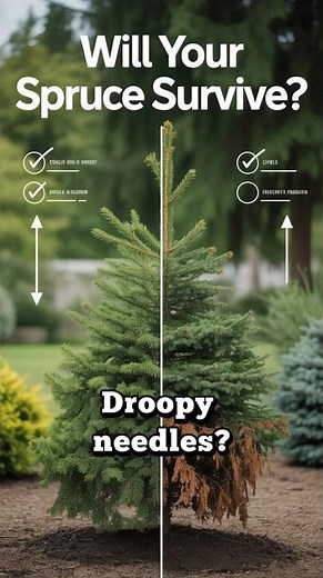 How to Tell If Your Transplanted Spruce Will Survive 🌱