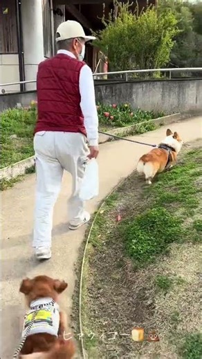 🌷🚶#コーギー #ミニチュアダックスフンド #おじいちゃんと犬 #癒し #和歌山 #散歩 #平和な日常 #かわいい #仲良し #もふもふ #大好き #チューリップ #自然 #公園#shorts