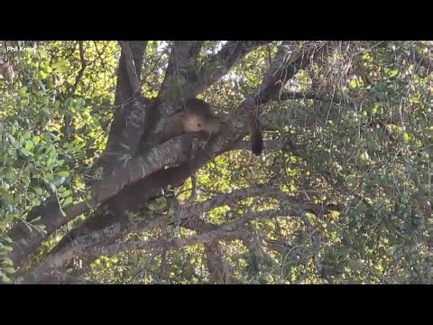 Mountain lion climbs tree in Thousand Oaks, takes a cat nap