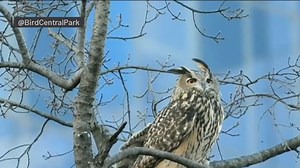 Owl Camped Out in Central Park Tree After Escaping Zoo