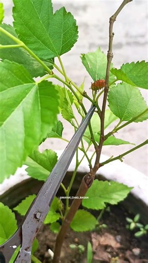 Mulberry Eating 😋🫠... #gardenflowers #fruit #mulberry #youtubeshorts #rooftopgarden #reels #viral