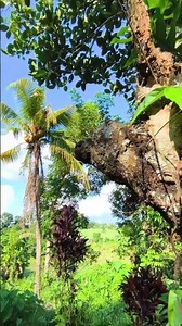 Living off-grid in the Philippines, Philippines province,