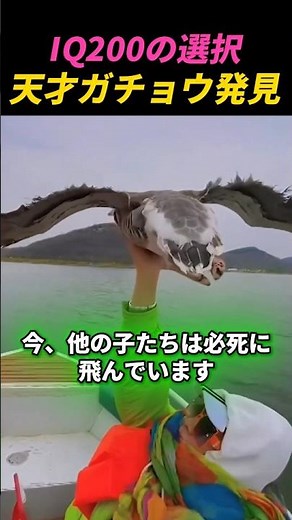 This goose is a master of physics!?