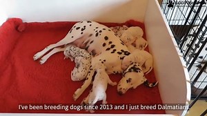 26K views · 485 reactions | Our Assured Puppy Breeder Scheme gives breeders and new owners’ peace of mind about buying a puppy from a responsible breeder. We have teamed up with @TSScot to fight the low-welfare puppy trade and encourage breeders to join the free scheme. Here’s Sonja to tell us why she signed up as a member. Find out more or sign up here: https://bit.ly/3oqzajX | Scottish SPCA | Facebook