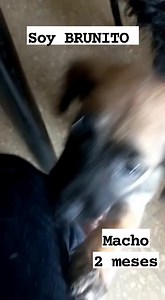 Caso externo En adopción responsable cachorrito  Tienen dos meses Está desparasitado Come croquetas y sopitas sin condimentos Será de pqño a mediano Más información al 0 99 347 1834 Compromiso de esterilización X favor compartir  | Adopción Animal Guayaquil - AG | Facebook