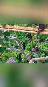 Building a 50-Meter Treehouse in the Middle of the Forest! The Safest Survival Shelter#shorts