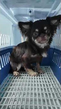 7 Scared Chihuahuas After Arrival Ep13