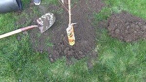 14K views · 635 reactions | A home orchard is fun and something more and more people are doing, but many mistakes are made that lead to discouragement and failure. This guide will get you growing, help you succeed, and before long you will be growing hundreds of pounds of fruit in your back yard! | MIgardener | Facebook