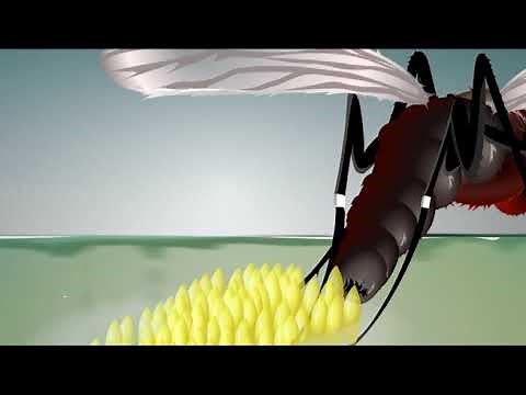 Curiosidades del zancudo