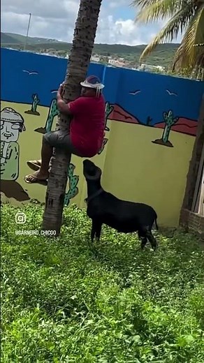 Man vs goat funniest attack must watch