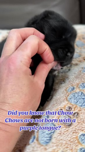 Chow Chow Puppy Tongue Transformation Explained