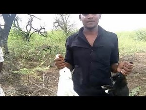 Rabbit Meat cooking | Wild Rabbit cooking Recipes | village pasanga cooking Rabbit