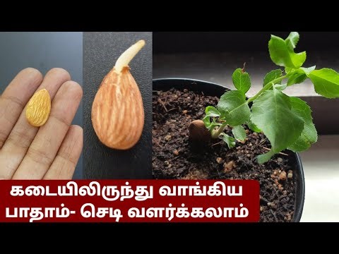 How to grow ALMOND plant at home in tamil / பாதாம் செடி வளர்ப்பது எப்படி / How to grow almond tree