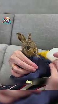 The man brought a baby rabbit home to raise, and the surprise that followed #animals