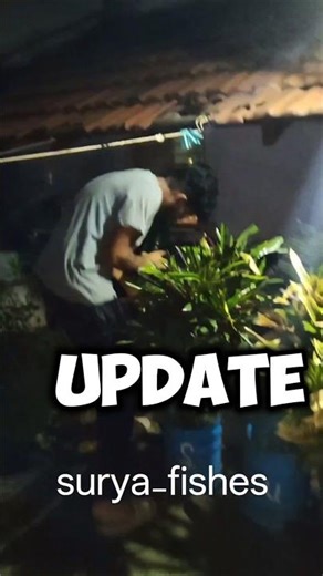 polar parrot update 🤩‼️⁉️❓⁉️#surya #gouramis #gouramifish #polarparrot#surya#shorts #gouramis #tamil