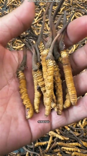 The World's Most Expensive Mushroom Grows On Insects! 🍄 😳 #shortsvideo