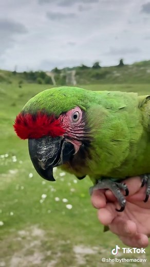 Shelby The Macaw on TikTok