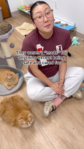 “Keeping cats indoors is cruel.” Ever heard that one?We’re all for letting pet cats explore the outdoors—as long as it’s done safely!The truth is, letting cats roam freely outside puts them at risk: traffic, predators, parasites, and more. But that doesn’t mean they have to be bored inside!With catios, leash walks, window perches, and daily play, your indoor cat can live a fun, enriched life—without the danger.We’re not talking about true feral cats here. We’re talking about your snuggly, couch-