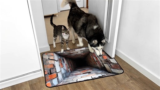 Watch Dogs and Cats React to Impossible 3D Rug