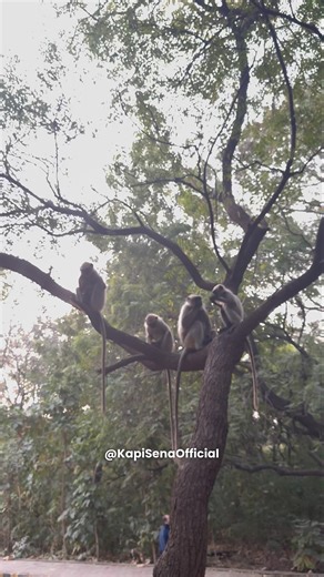 Feeding Food To Monkeys (Kapi Sena)🐵🐒 #shorts #monkey #bandar #feeding #viral #monkeyvideo #funny