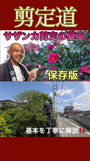 《剪定の基本》独自の切り口で丁寧に解説！！ サザンカ#庭木の管理 #小さくする剪定 #剪定方法 #庭木の管理 #切り戻し #庭木の手入れ #庭木の剪定 #植物 #ガーデニング #初心者