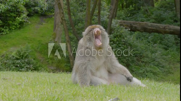 Sitting peacefully in a grassy area of Trentham Monkey Forest, a Barbary Macaque is yawning as some insect are flying around it.