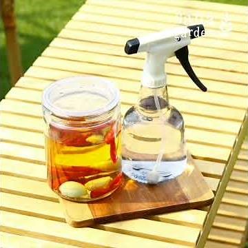 米酢・トウガラシ・ニンニクで作る 虫よけスプレー - sanagarden