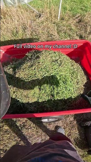 POV Mowing Extremely Tall Grass | GoPro POV