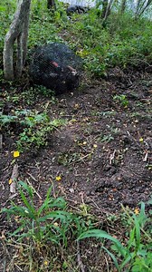 41K views · 624 reactions | Swamp Puppies!!! Just trying to run my Crawfish Traps 路‍♂️ | Ronnie Adams from Swamp People | Facebook