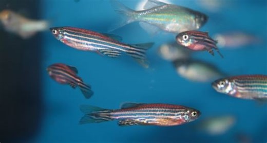 Humans and Zebra Danio Fish Share 70 Percent of Their Genes With One Another