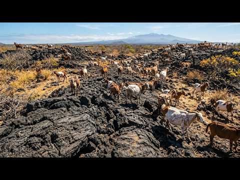 140,000+ Goats Were Eradicated from the Galápagos Islands: The Aftermath 19 Years Later