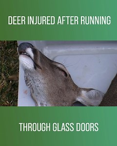 Investigators act fast to nurse an injured deer back to health. #AnimalCopsHouston Watch full episodes on discovery : https://bit.ly/3HfHr6e | Love Animals