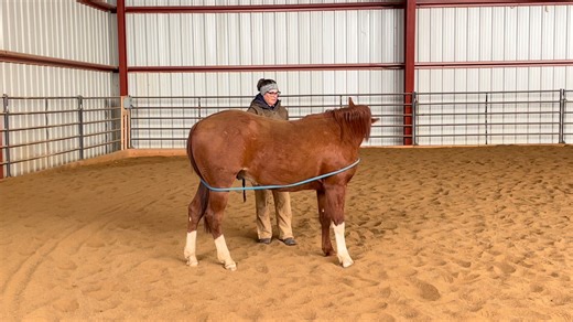 Problem Solving 101. In general problem solving is not the best sport for a horse. Yet there are some who become escape artists, gate openers and learn to untie knots. Have you had a horse like that?#younghorseeducation #juliegoodnight #younghorsehandling #Rip #juliegoodnighthorsemanship | Julie Goodnight Horsemanship