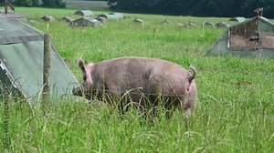 Pigs and piglets at a eco friendly farm in Germany