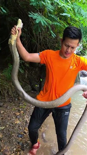 He’s Holding a Flared King Cobra in the River — And It’s Not Even Mad 😳🐍 #RiverCobra #ViralShorts