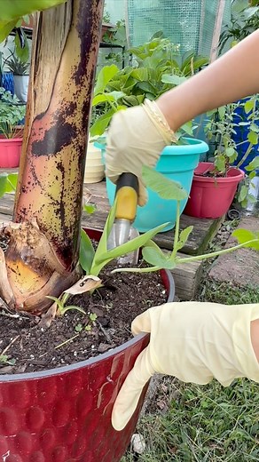 Spotted a couple of squash seedlings growing beside my banana plant 🍌 Carefully dug them out from the banana pot — getting them ready to be transplanted into the ground soon for better growth 🌿✨ #GardenLife #SquashPlant #BananaPlant #Transplanting #HomeGarden #GardenVibes #GrowYourOwnFood #PlantLovers #GreenThumb #UrbanGardening #BackyardGarden #SustainableLiving | Che Thompson