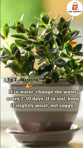 🐠🌿 Goldfish Plant Care in 5 Quick Tips! 🪴