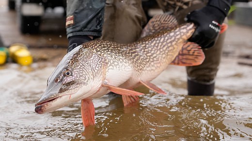 13K views · 107 reactions | Northern pike are North Dakota's state fish. Learn about the biology and behavior of this unique species in this week's NDO webcast with fisheries biologist Paul Bailey. | North Dakota Game and Fish Department | Facebook