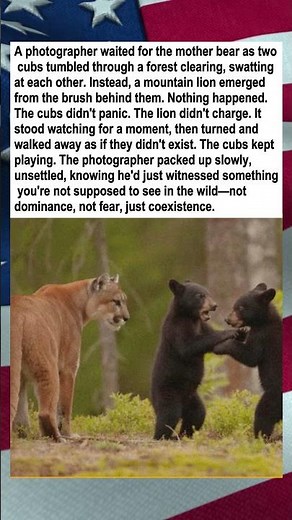 Mountain Lion Ignores Bear Cubs Playing