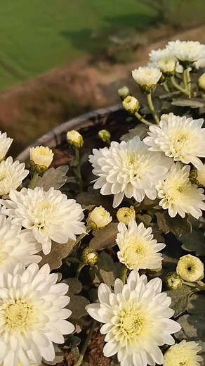 @highlight #hilightseveryonefollowers2025 #everyoneシ゚viralシviralシfypシ゚viralシalシ #reelsviralシ #hilightseveryonefollowers #reelkarofeelkaro #reelschallenge #highlighteveryone #honeymoon #bbq #everyone | Zaheer Commando