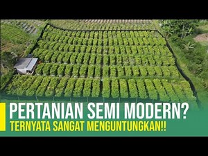 INOVASI PERTANIAN TANAMAN CABAI | PERTANIAN SEMI MODERN