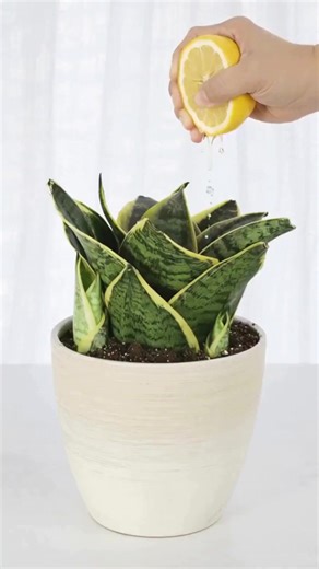 Why Gardeners Put Lemon Juice on Snake Plants (And What It Does) | Gardening Tips and Tricks